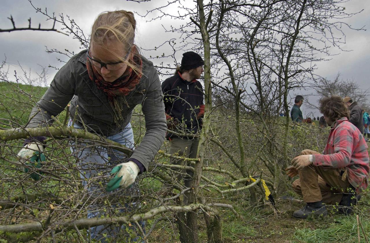 Aan het werk als heggenvlechter - C: Valentijn te Plate